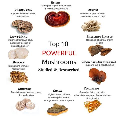 The magic of nushrooms book